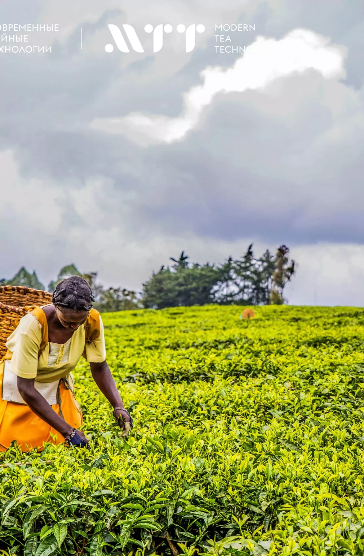 Captura del sitio Modern Tea Technologies