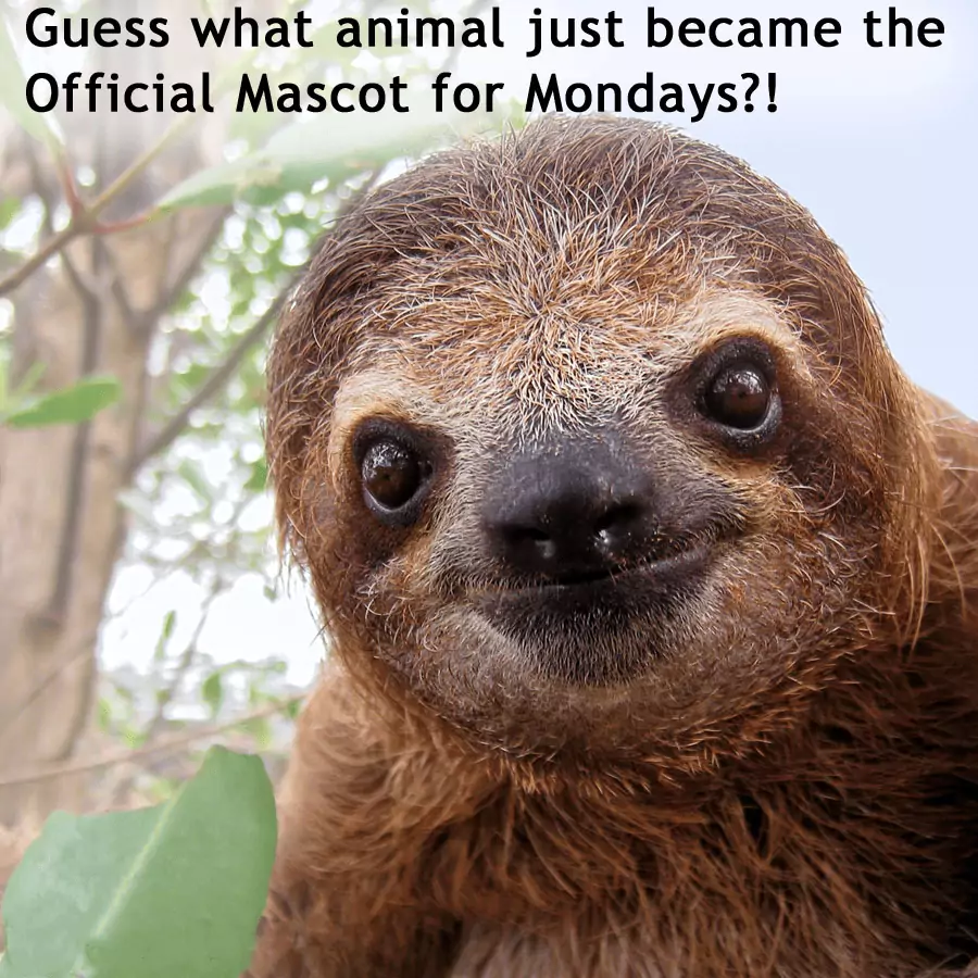 Qué es una mascota